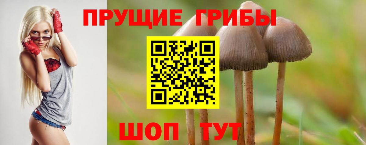 Псилоцибиновые грибы Cubensis Домодедово